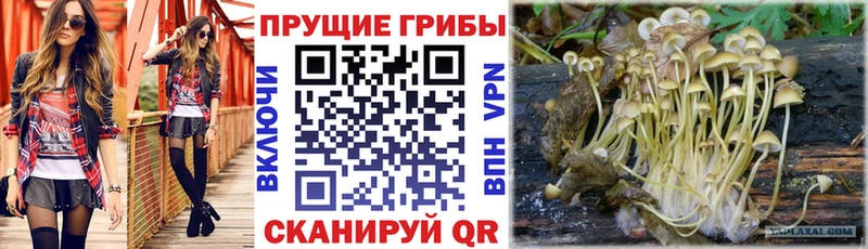 Галлюциногенные грибы Cubensis  что такое наркотик  OMG ССЫЛКА  Железногорск 