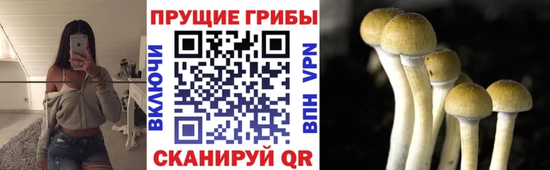 Галлюциногенные грибы Psilocybine cubensis Железногорск